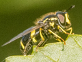 Chrysotoxum bicinctum
